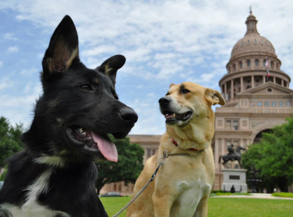 Shepherds of the Capital