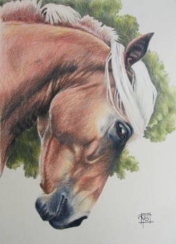 Horse traditional
