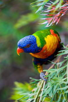 Rainbow Lorikeet 43