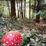 forest and one toadstool