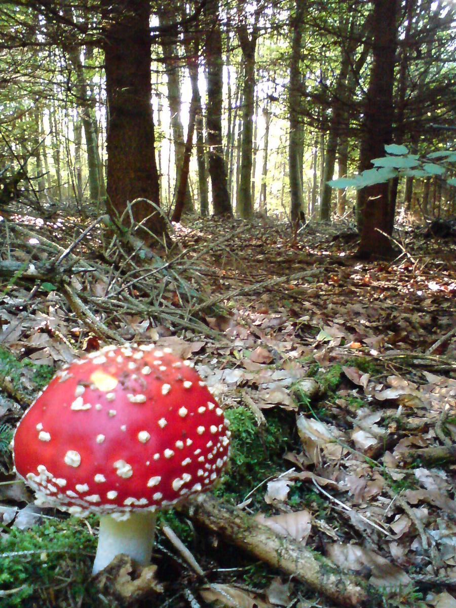 forest and one toadstool