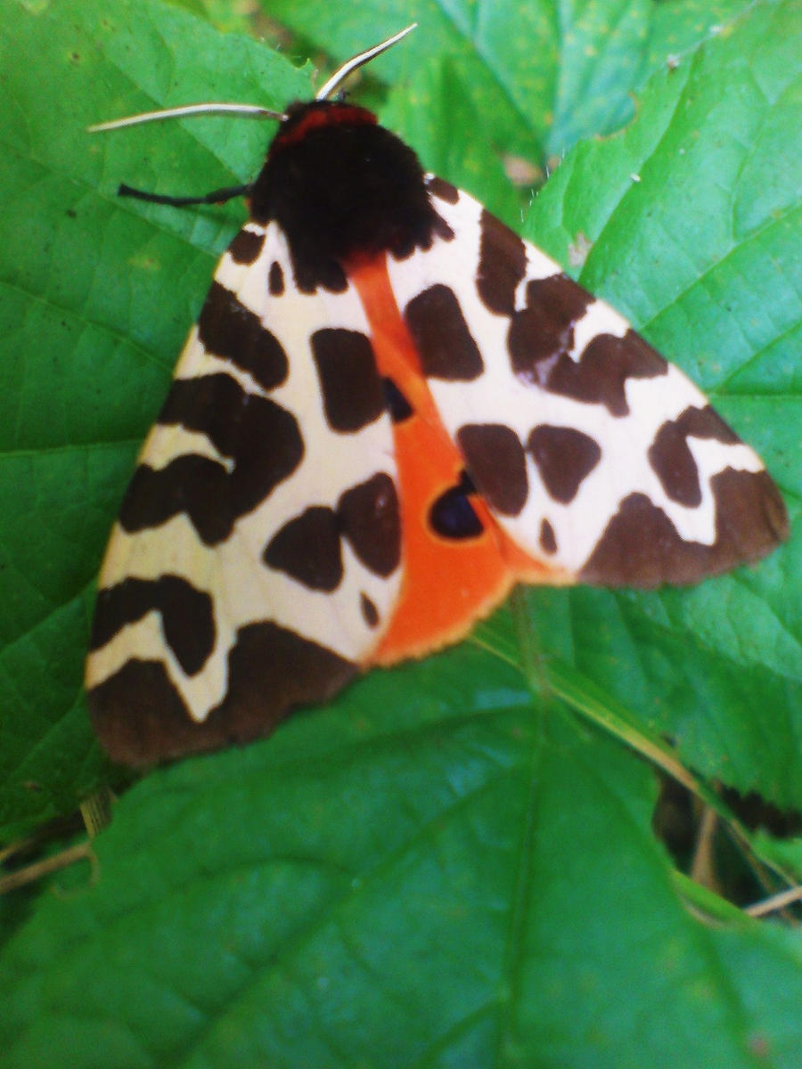 beautiful garden tiger moth