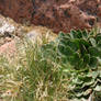 mountain plants