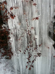 Blossoms in the ice