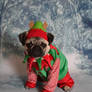 Christmas Santa's Little Helper Pug Elf