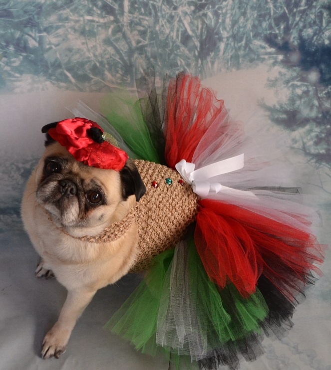 Sugar Plum Pug Princess