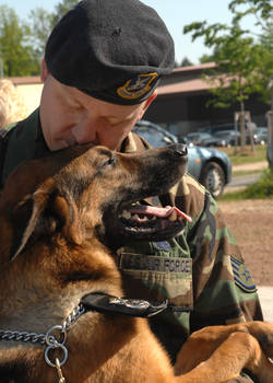 military working dog