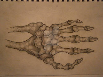 hand bones