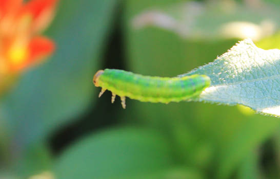 caterpillar