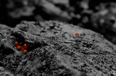 Black and the ladybugs