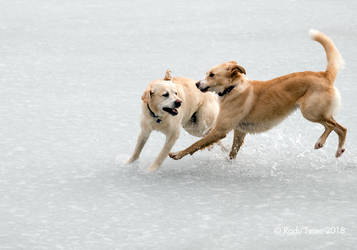 Dogs playing