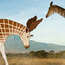 Sivatherium and Bohlinia Prehistoric Earth Ice Age