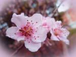 Flor by zurc-chan