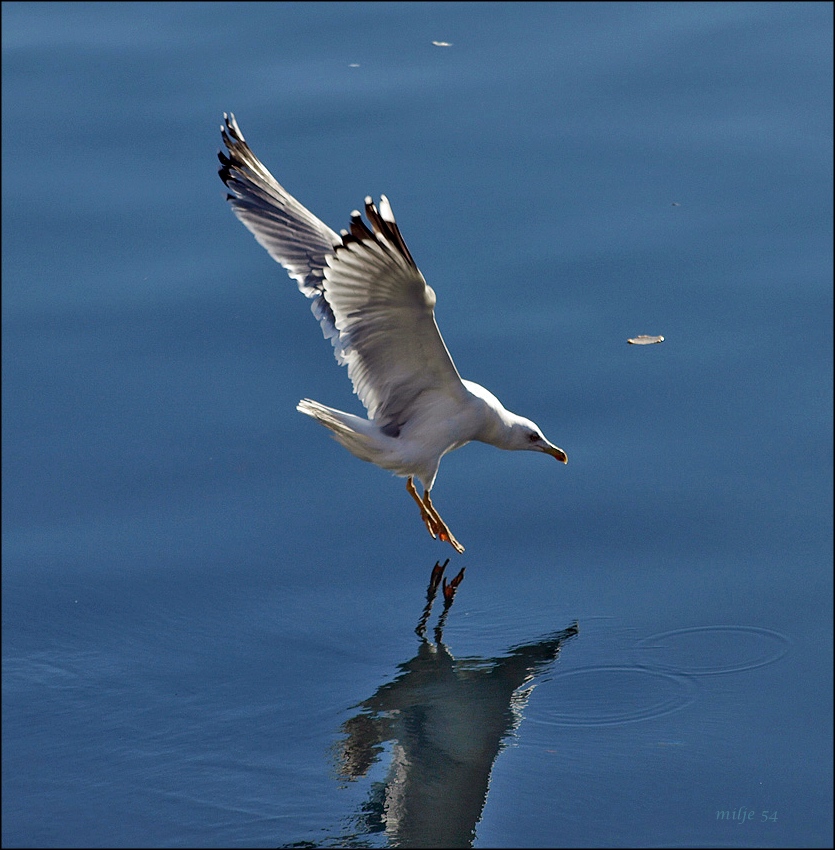 gull in action