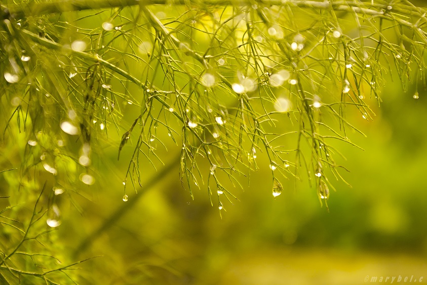 magic droplets