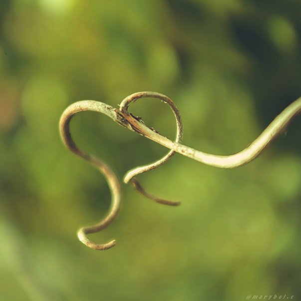 twig of love