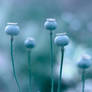 Blue seeds