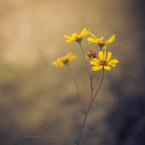 Little wild flowers by Cochalita