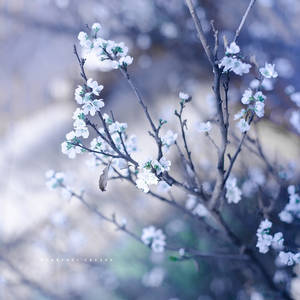 Spring sprouts by Cochalita Spring sprouts by Cochalita