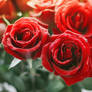 Roses always make me happy ^^