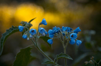 Blue flowers at sunrise
