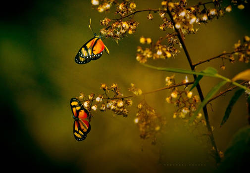 Spring winds  for butterflies