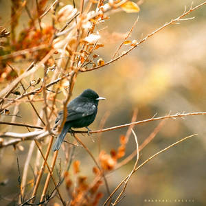 Little black flycatcher