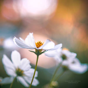 Summer glows