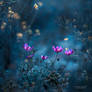 Fragile