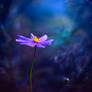 Like a butterfly