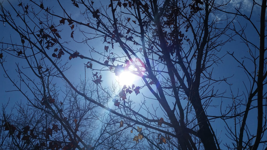 Sun Glare Through Trees