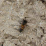 Sand Bee