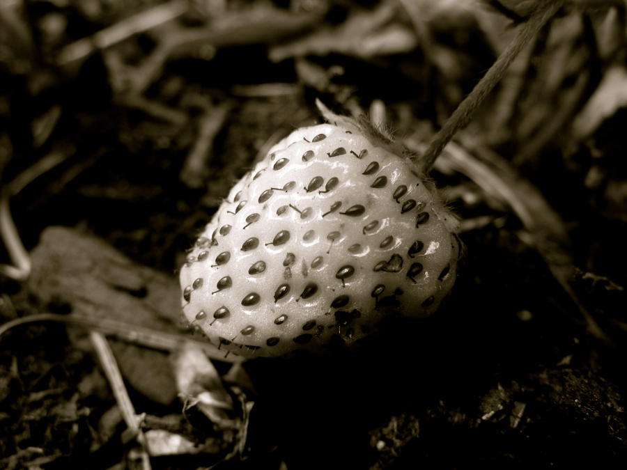 Strawberries in Black and Whit