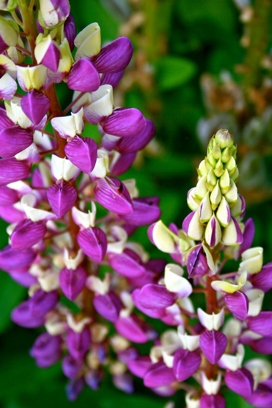 Purple Stalks