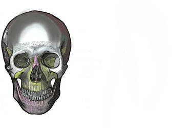 Human Anatomy - Skull