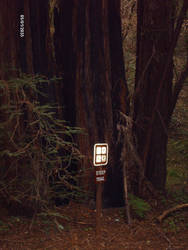 Redwoods II