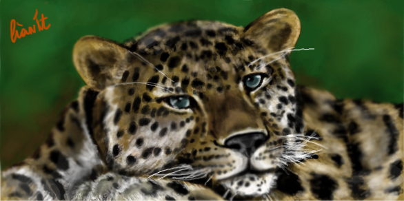 Leopard