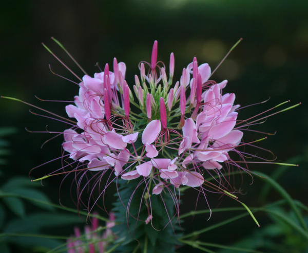 name that flower by myphonysn on DeviantArt