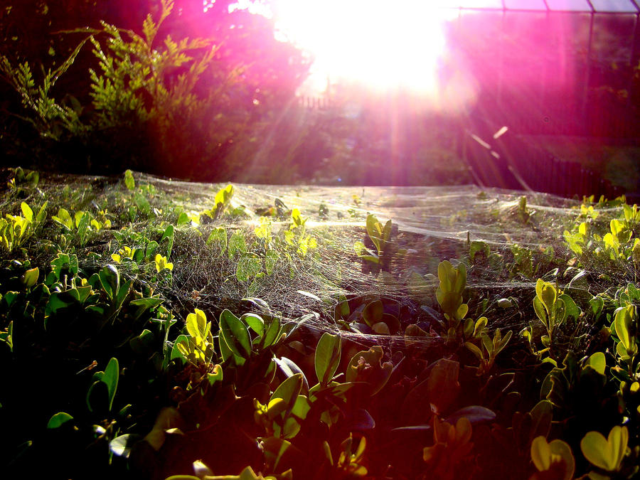 spider's web in sunlight