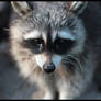 Racoon