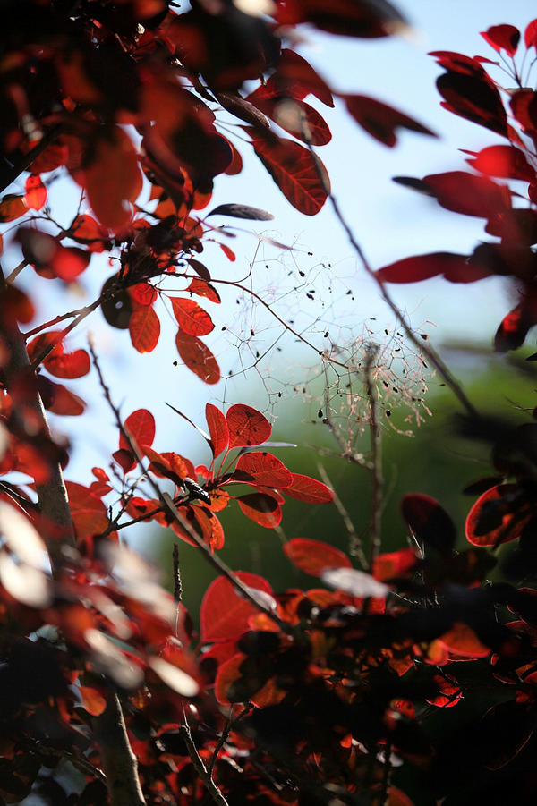 Red curtain