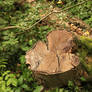 'Forest Still Life' (Photography, #woodworking)
