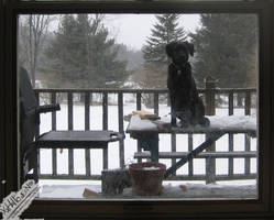 Puppy In A Window.