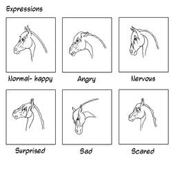 Expressions