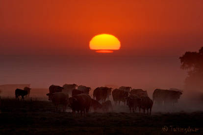 Cows At Sunset