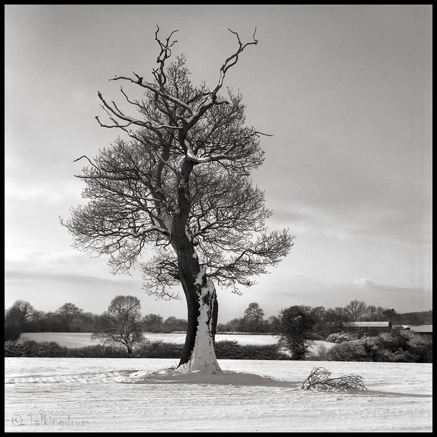 Snow Tree