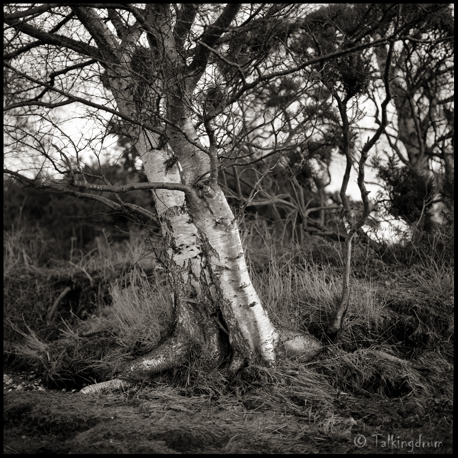 Silver Birch