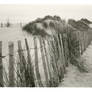 Marram Grass