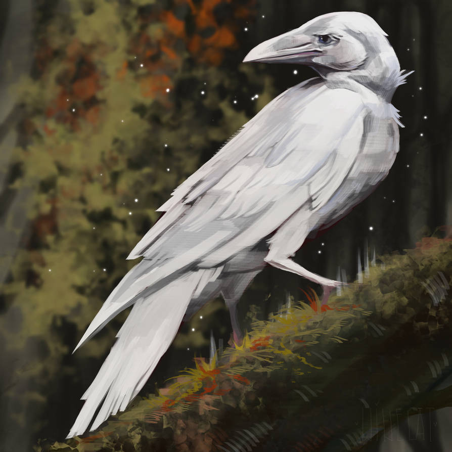 White crow Sketch by Rata2y13 on DeviantArt