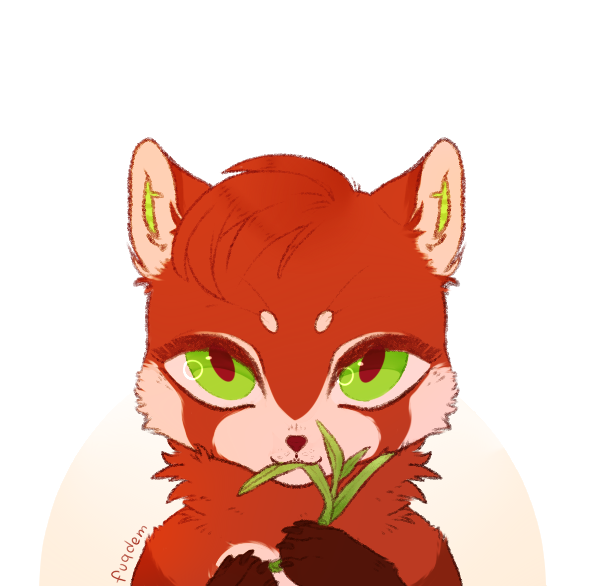 cutie red panda